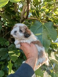 Cuccioli di schizu piccolissima taglia