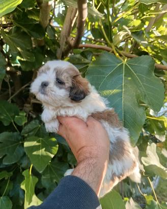 Cuccioli di schizu piccolissima taglia