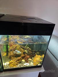 Acquario askoll 44 litri