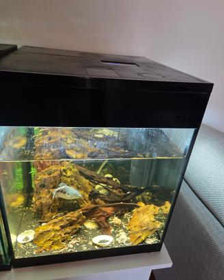Acquario askoll 44 litri
