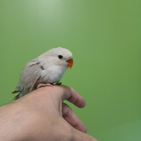 Agapornis roseicollis inseperabile allevato a mano