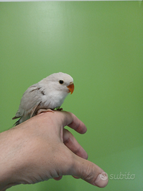 Agapornis roseicollis inseperabile allevato a mano