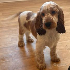 Cuccioli Cocker Spaniel Inglese