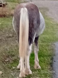 Cavallo 