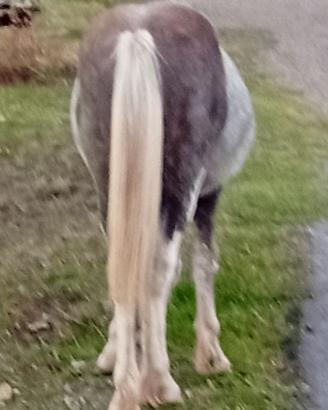 Cavallo 