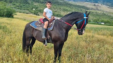 Cavallo morello