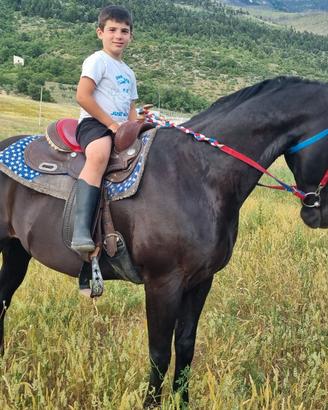 Cavallo morello