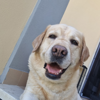 Labrador per accoppiamento