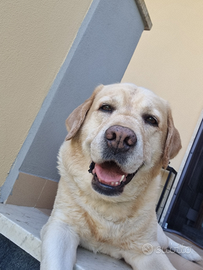 Labrador per accoppiamento