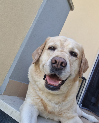 Labrador per accoppiamento