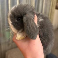 Cucciolo coniglio ariete Minilop