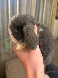 Cucciolo coniglio ariete Minilop