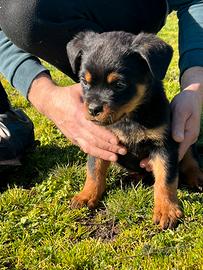 Cuccioli rottweiler