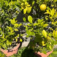 Alberi di limoni