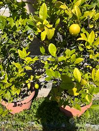 Alberi di limoni