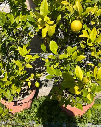 Alberi di limoni
