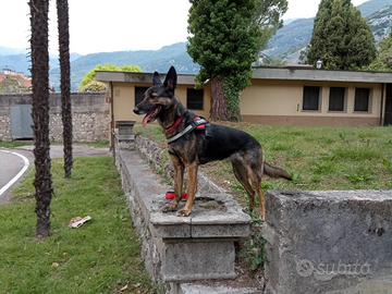 Malinois femmina per accoppiamento