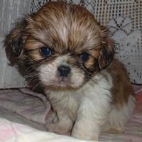 Cuccioli mix Japan chin