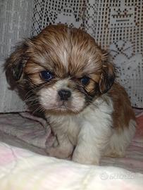 Cuccioli mix Japan chin