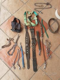 collari ed altro pit bull