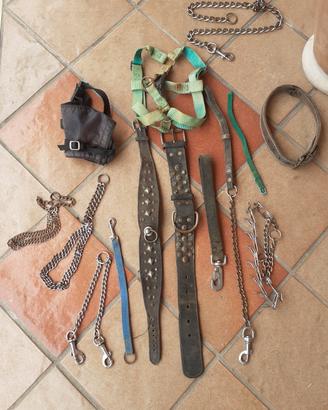 collari ed altro pit bull