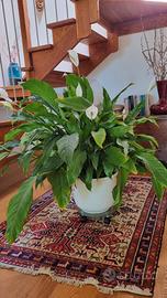 Spathiphyllum, pianta da interno