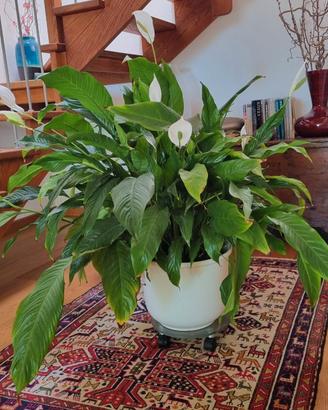 Spathiphyllum, pianta da interno