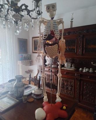 corpo de agostini
