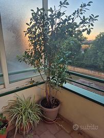 PIANTA BONSAI 