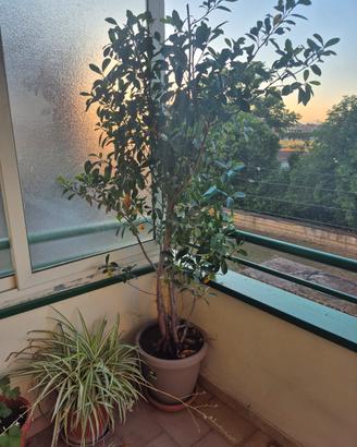 PIANTA BONSAI 