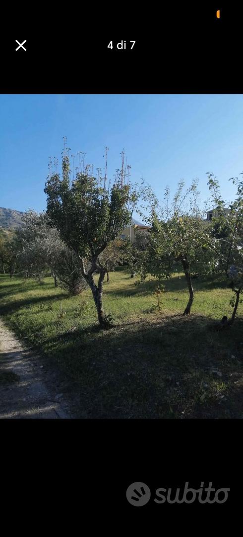 Terreno con alberi da frutto - Vista 4