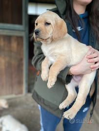 Labrador femmine con pedigree