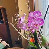 Insetti stecco ( Phaenopharos khaoyaiensis )