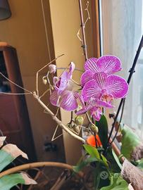 Insetti stecco ( Phaenopharos khaoyaiensis )