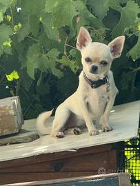 Chihuahua femmina bianca pelo corto