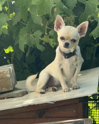 Chihuahua femmina bianca pelo corto