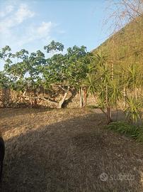 Proprietà sul mare a favazzina