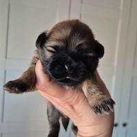 Shih Tzu con pedigree