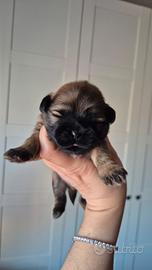 Shih Tzu con pedigree