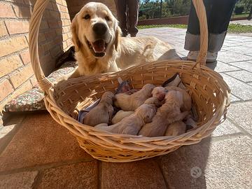 Cuccioli di golden retriver