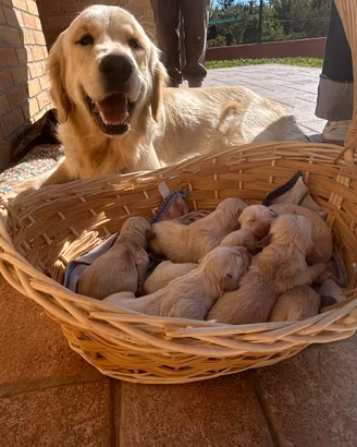 Cuccioli di golden retriver