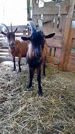 Becco di Capra Camosciata delle Alpi