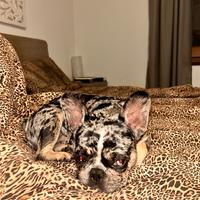 Bulldog francese per monta