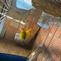 Coppia inseparabili sessologata