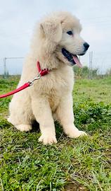 Cucciola di 3 mesi di pastore maremmano