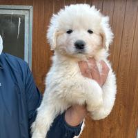 Cucciola femmina PASTORE ABRUZZESE da lavoro