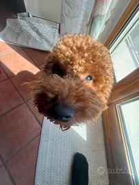 Barbonicino Nano disponibile per monta o accopiame