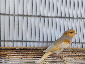 Canarini di vario genere e colore