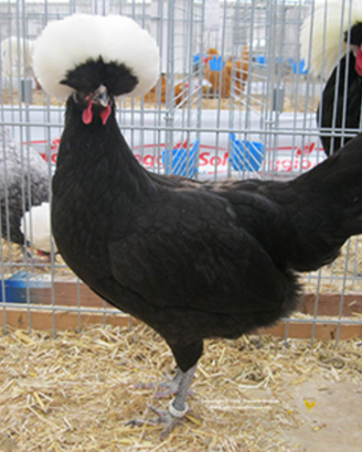 Galline e conigli