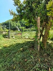 TER. RESIDENZIALE A BELLEGRA